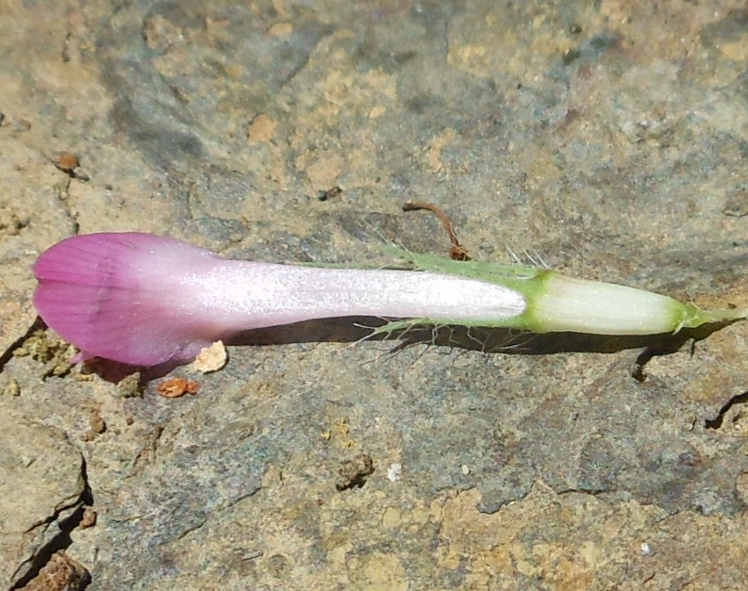 Trifolium medium L. / Trifoglio medio